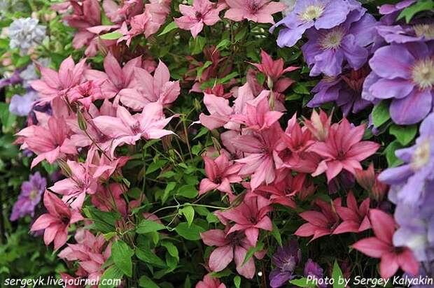 Clematis Giselle.JPG Clematis Giselle.JPG