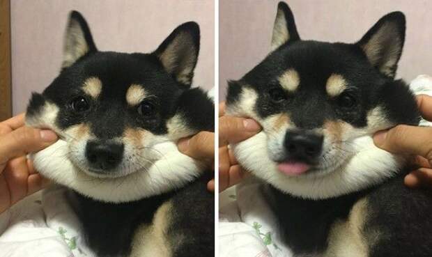 Squishy Dog Cheeks