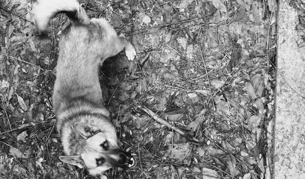 Собака набросилась на маленького ребенка в Карелии