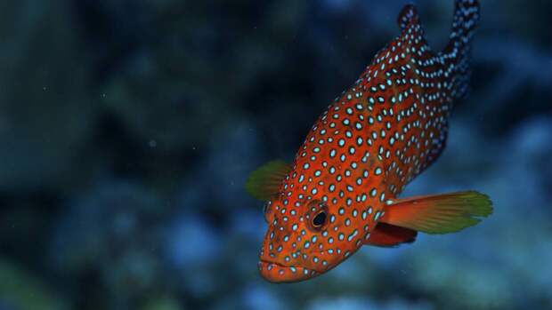 Вещества из организма морского окуня могут помочь в борьбе с супербактериями