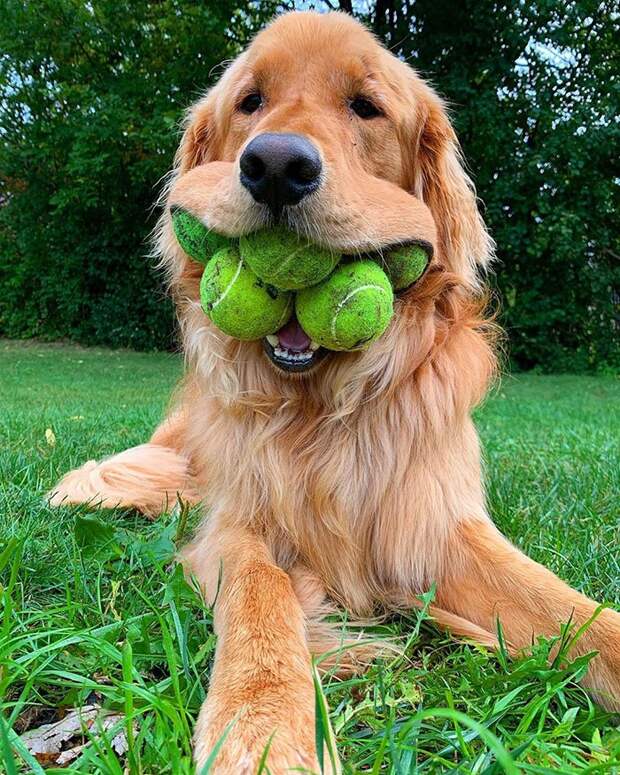 Финли - собака, которая побила мировой рекорд по количеству теннисных мячей во рту