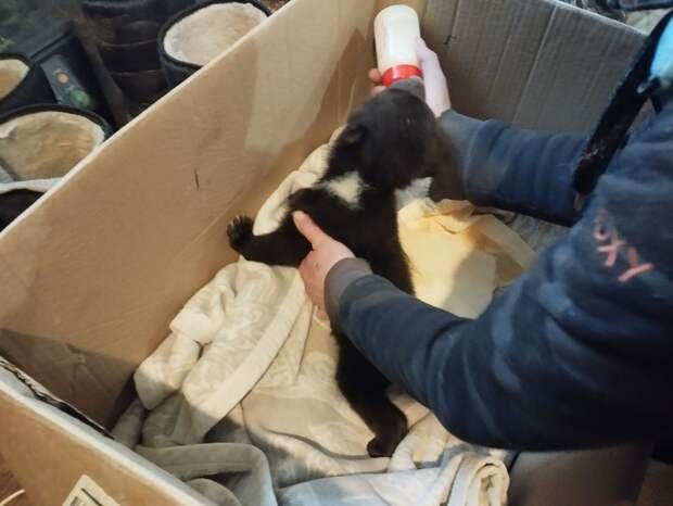 В центр "Велес" в Ленобласти подкинули двухмесячного медвежонка