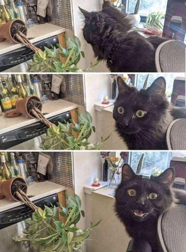 15 чудных котов, у которых своя атмосфера