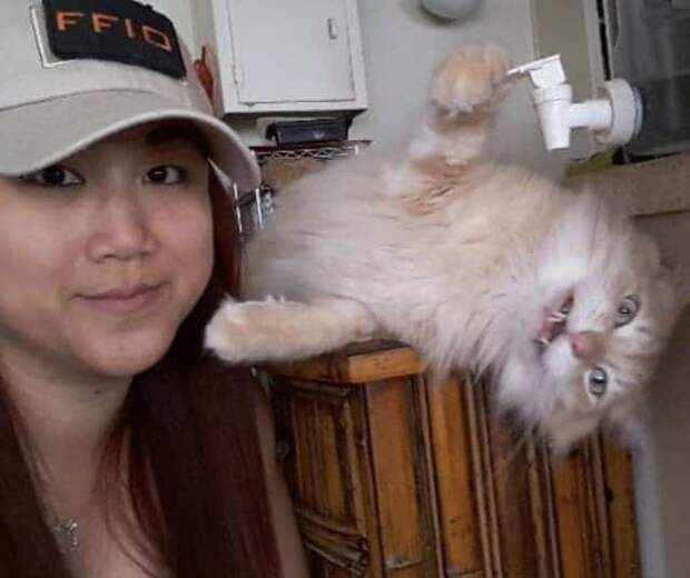 помощь котенку кот с хозяйкой