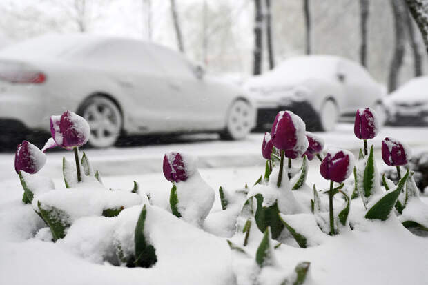 SHOT: выведенные в мягком климате цветы могут пострадать из-за апрельского снега