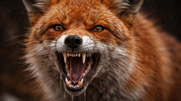 Смертельный укус лисы. Как защититься от бешенства, которое встречается на Алтае все чаще