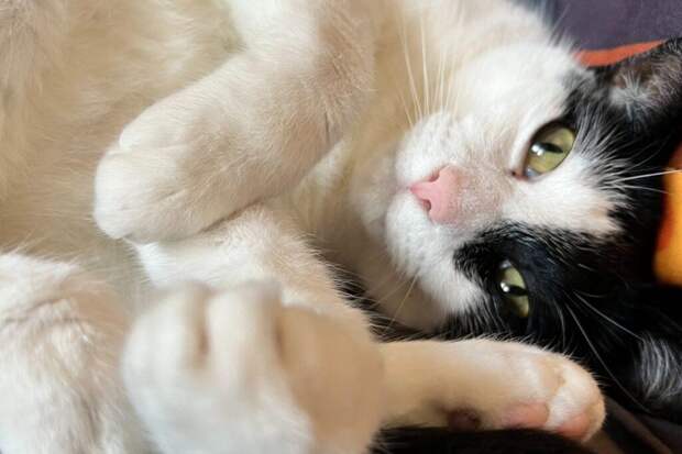 Закон о создании реестра домашних животных внесен в Госдуму