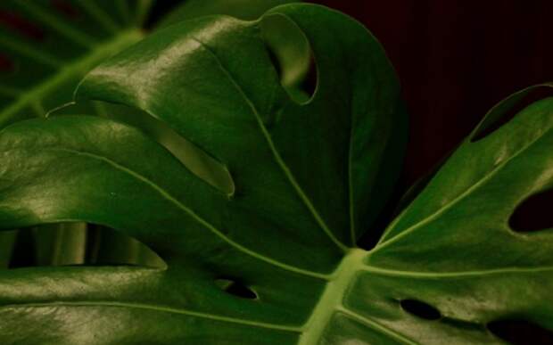 В средней полосе России выросли бананасы