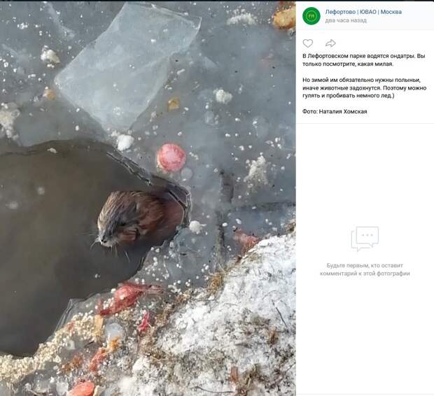 Фото дня: в Лефортове ондатры могут попасть в ледовую западню