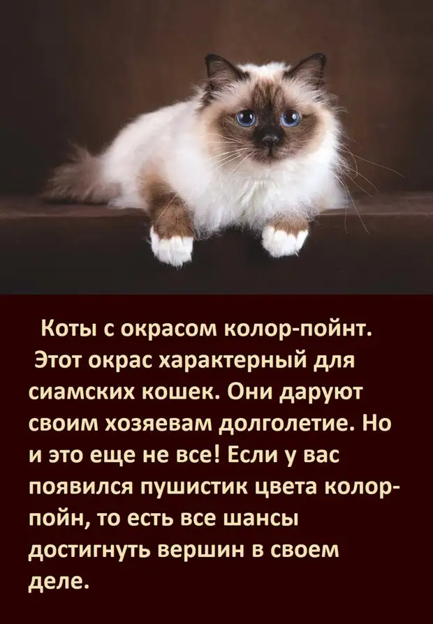 А ВЫ ЗНАЕТЕ, как цвет вашей кошки влияет на вашу судьбу?   Ссылка, первоисточник