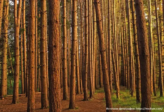 сосны