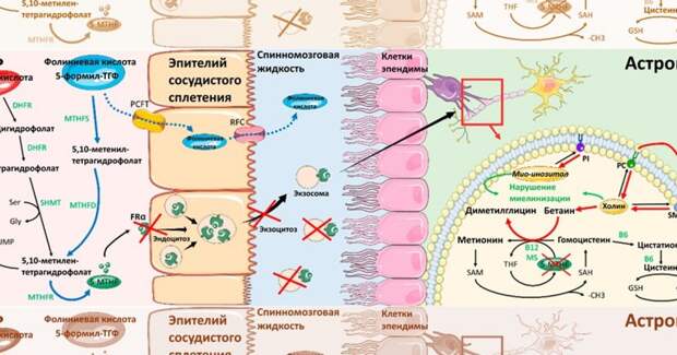 FDA впервые одобрило фолинат кальция при церебральной фолатной недостаточности
