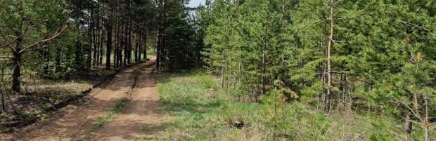 В Караганде завершили цифровую инвентаризацию 763 тысяч деревьев