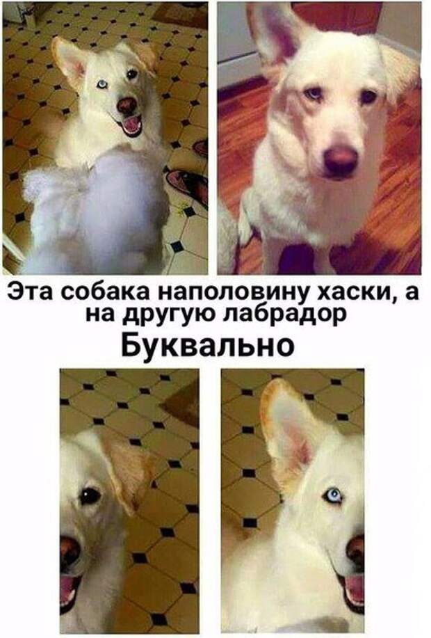 Новые прикольные фотомемы (23 шт)