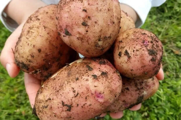 Как увеличить урожай картошки минимум в два раза