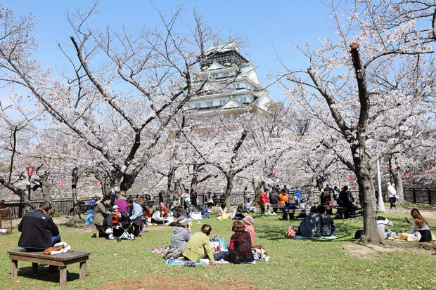 Японцы любуются цветами вишни (эта традиция любования называется ханами. — Esquire) на фоне замка в Осаке