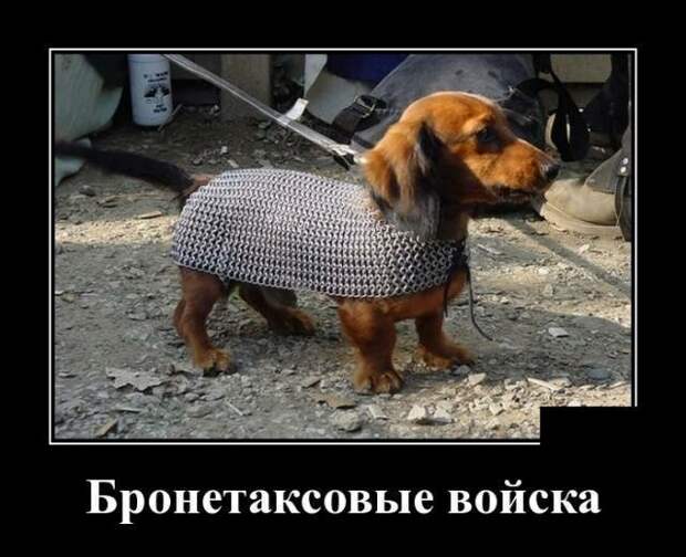 Демотиваторы от Водяной за 15 мая 2019 Каламбур, демотиваторы, животные, коты, юмор