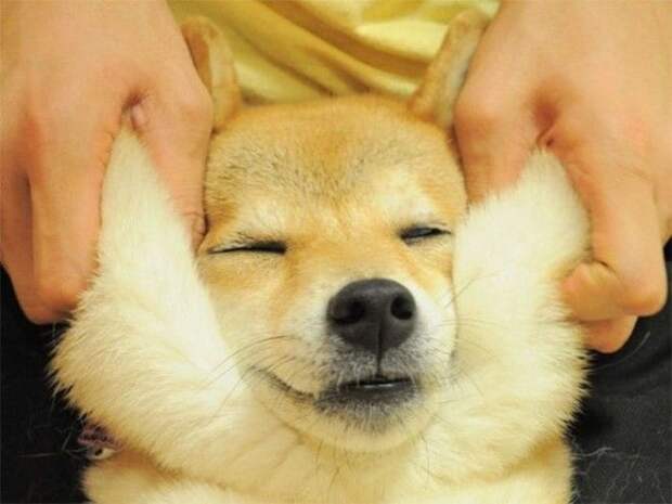 Squishy Dog Cheeks