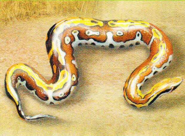 Резиновая змея.