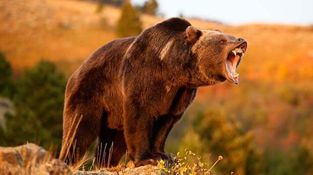 Кто сильнее — медведь или лев? Мощность медведя против прыткости льва