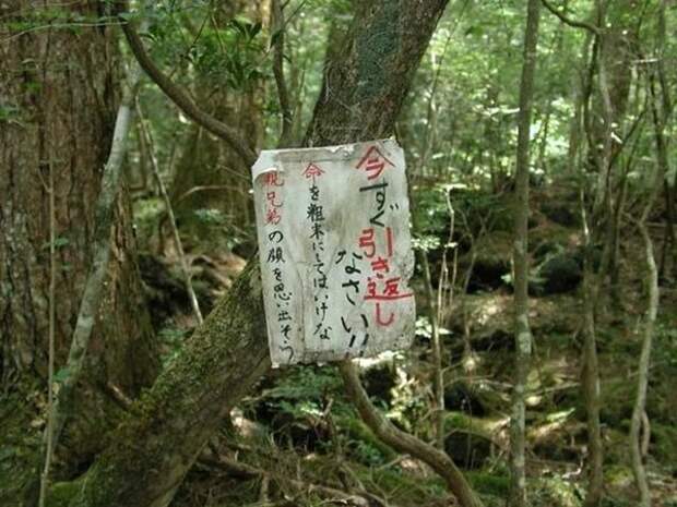 лес Дзюкай япония