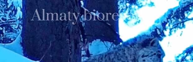 Детеныши снежного барса попали в фотоловушки в Алматинском заповеднике