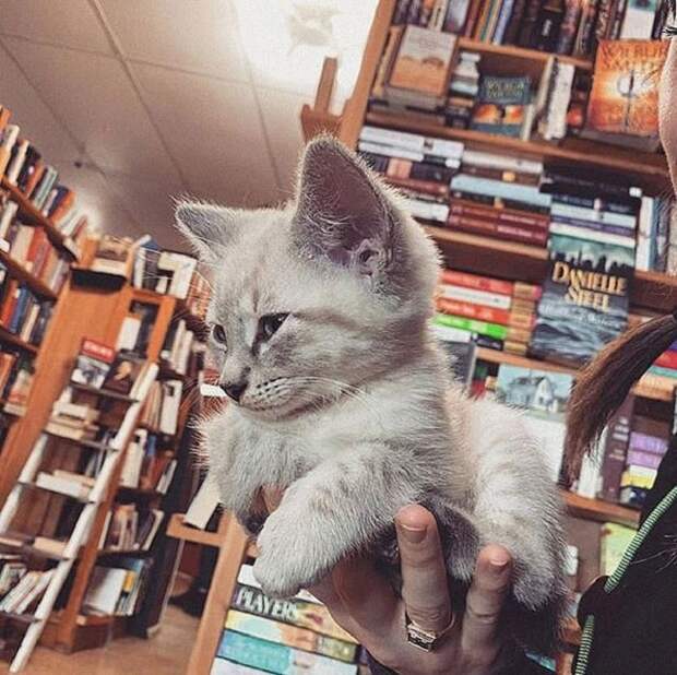 Котенок на ладошке Котенка держат