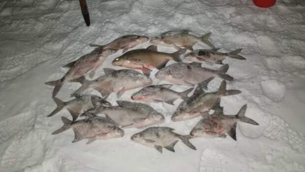 Рыбаки Алтайского края показали солидные последние уловы марта