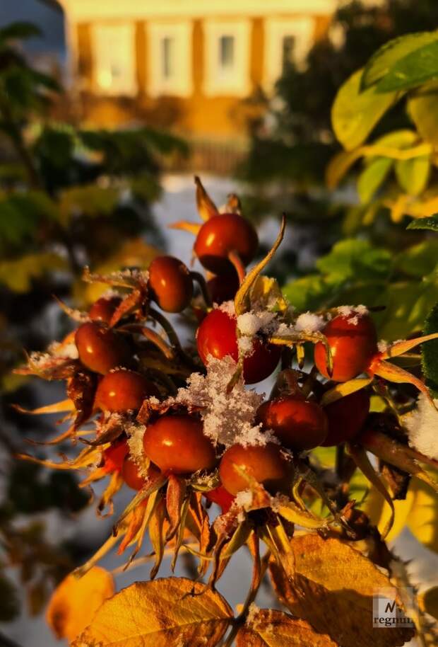 В России обновили ГОСТ на шиповник