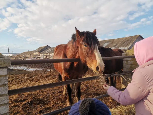 SHOT: Молодёжь в России массово переезжает из городов в деревни ради фермерства