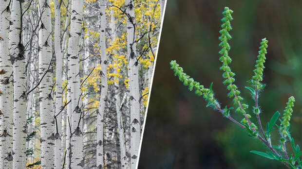 Берёза, ольха, тополь: самые аллергенные растения России