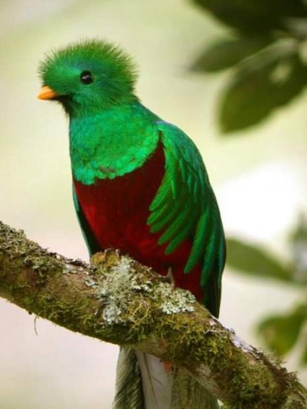 Квезаль или кетцаль (лат. Pharomachrus mocinno) (англ. Resplendent Quetzal)