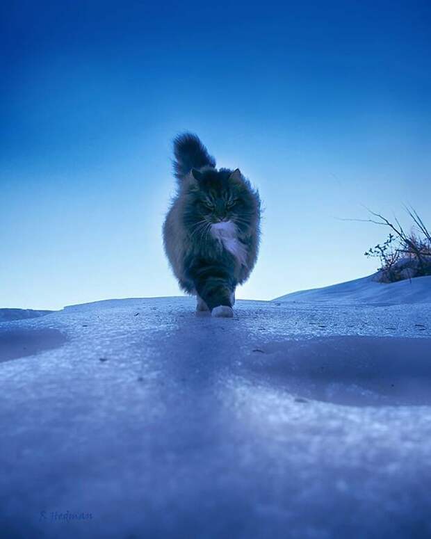 Суровые коты из Финляндии на зимних просторах