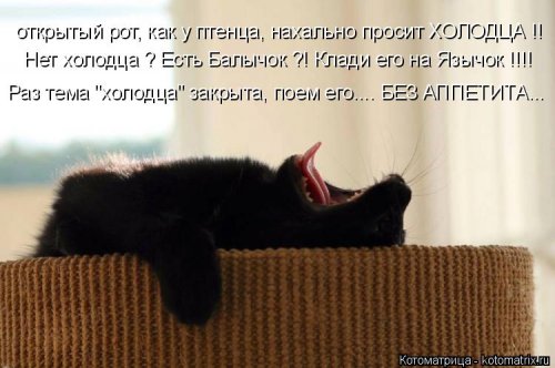 Свежая и прикольная котоматрица (32 фото)