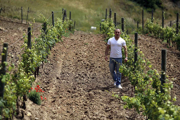 На самом маленьком и самом северном острове Тосканского архипелага отбывают срок заключенные, которые в качестве исправительных работ занимаются виноделием