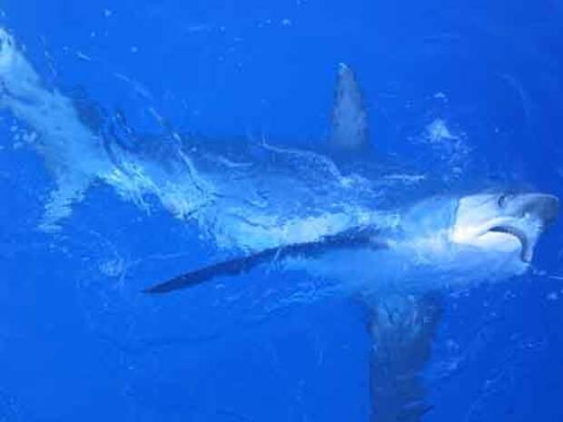 Какие виды акул крупнейшие на Земле — список, фото и характеристика