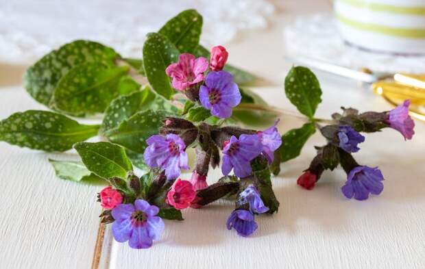 10 съедобных цветов с дачи: и в чай, и на тарелку