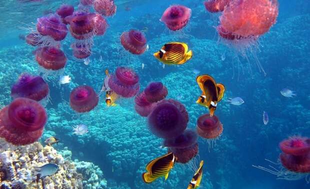 30 фото медуз — самых невероятных морских обитателей