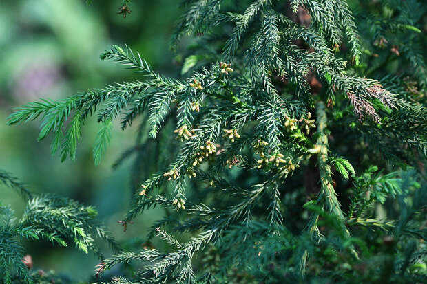 Россиян призвали воздержаться от стрижки одного вида деревьев на даче