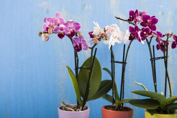 пересадка орхидеи фаленопсис