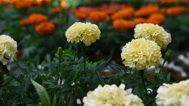 Бархатцы с июня: как правильно вырастить дома крепкую рассаду цветов