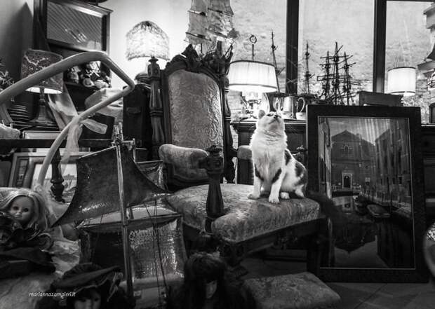 11. Оскар в антикварной лавке домашние животные, коты, кошка, кошка в магазине, кошки, фотопроект, черно-белая фотография, черно-белое фото