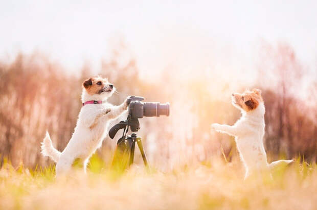 две собаки фотографируются