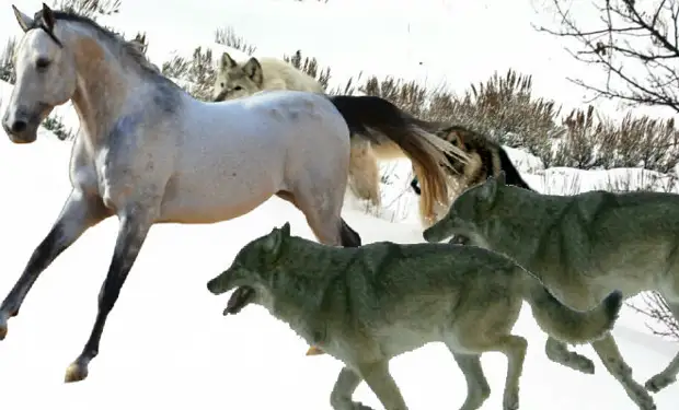 Шесть волков вышли из леса и подошли к лошади