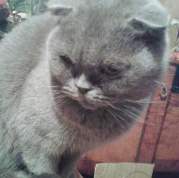 кошка ищет дом серая кошка