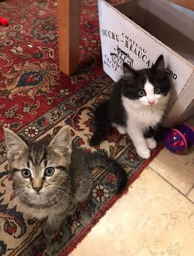 Котята сидят Два котенка
