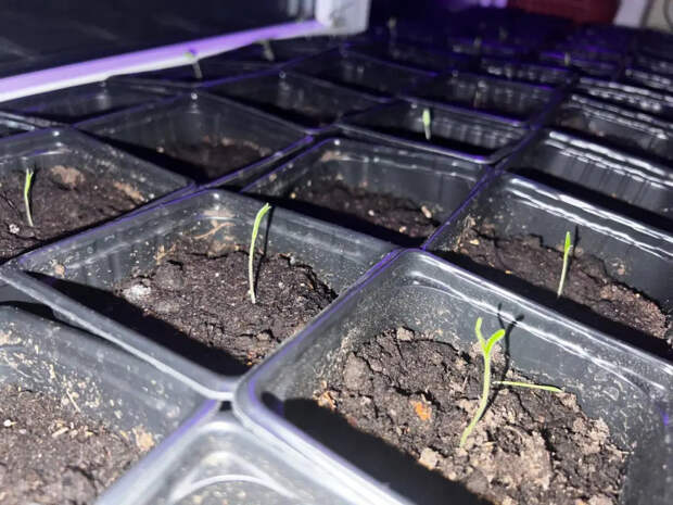 Что я добавляю в лунку при посадке томатов — и потом забываю про удобрения до самой осени