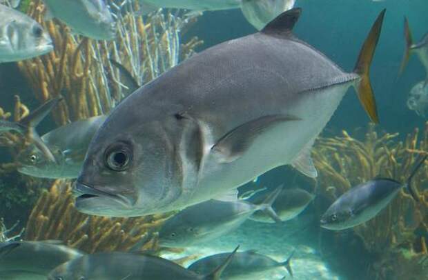 Каранкс-рыба-Описание-особенности-и-среда-обитания-рыбы-каранкс-10