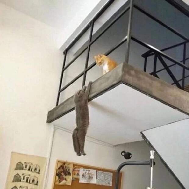 Фотография: Притяженья больше нет: 30 котиков, которые плевать хотели на законы физики №22 - BigPicture.ru