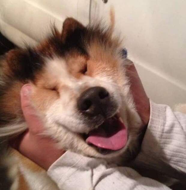 Squishy Dog Cheeks